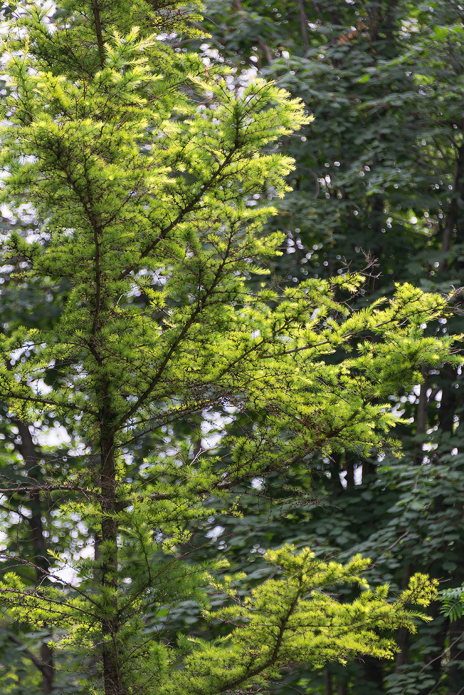 Image of Larix kaempferi specimen.