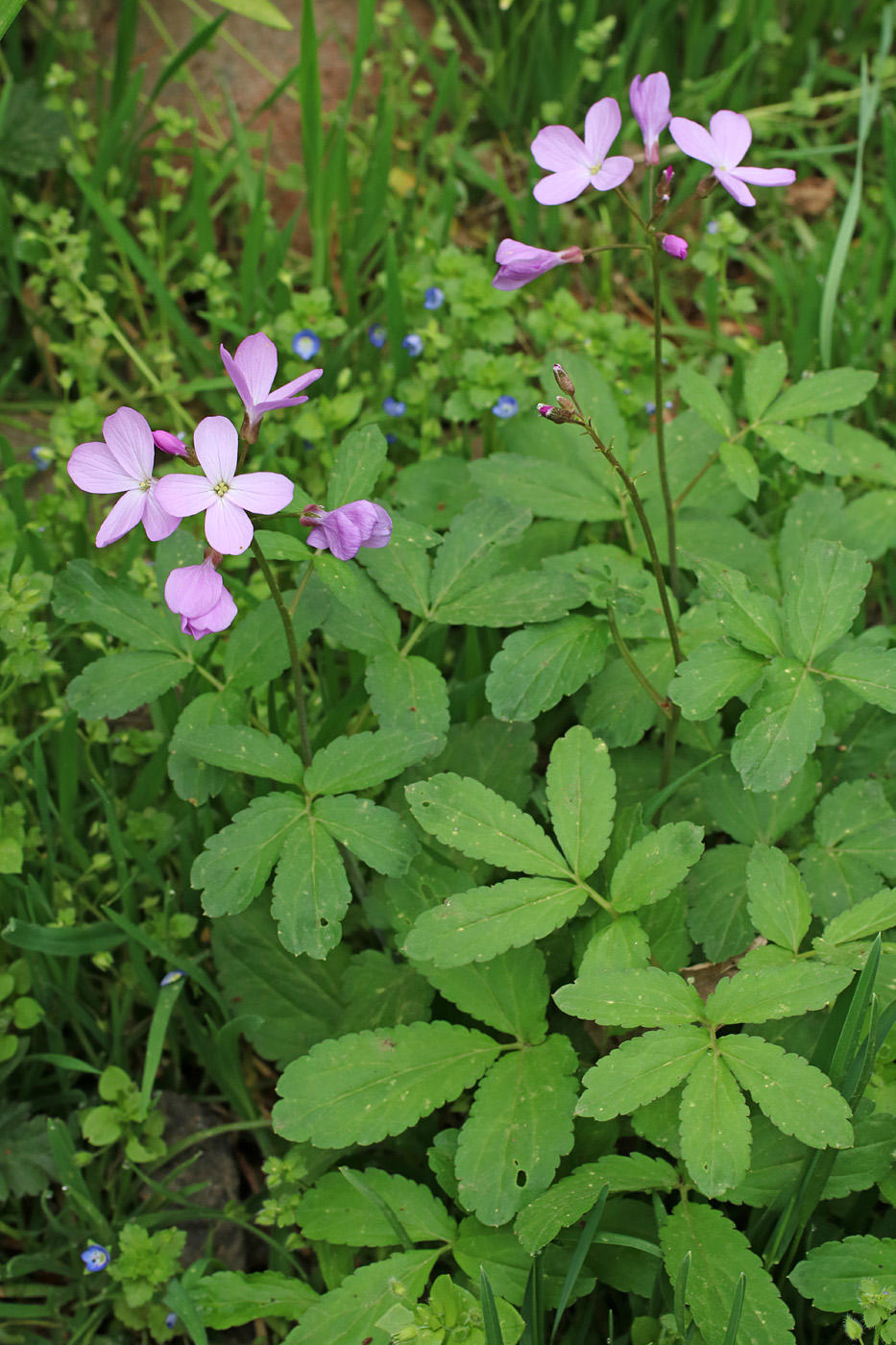 Image of Cardamine quinquefolia specimen.