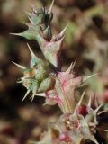 Salsola pontica