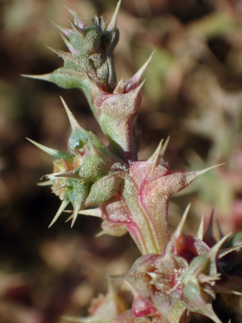 Image of Salsola pontica specimen.