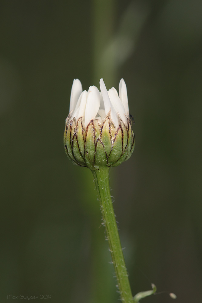 Image of Leucanthemum ircutianum specimen.