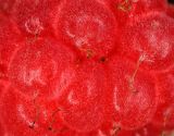 Rubus idaeus. Часть плода. Республика Карелия, Лахденпохский р-н, окр. пос. Ихала, на лесной вырубке. 27.07.2016.