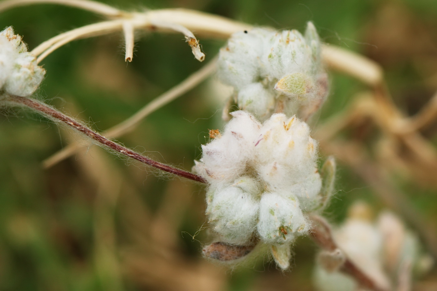 Image of Cymbolaena griffithii specimen.