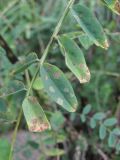 Astragalus galegiformis
