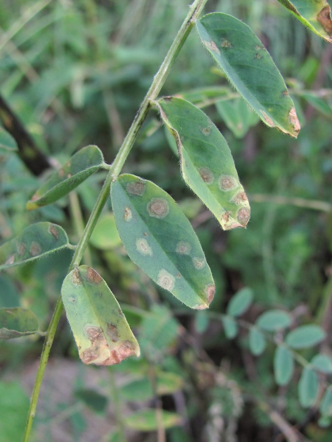 Image of Astragalus galegiformis specimen.