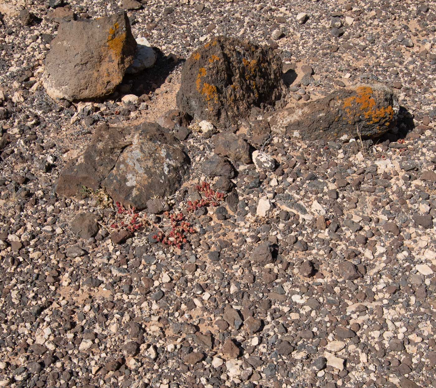 Image of Mesembryanthemum nodiflorum specimen.