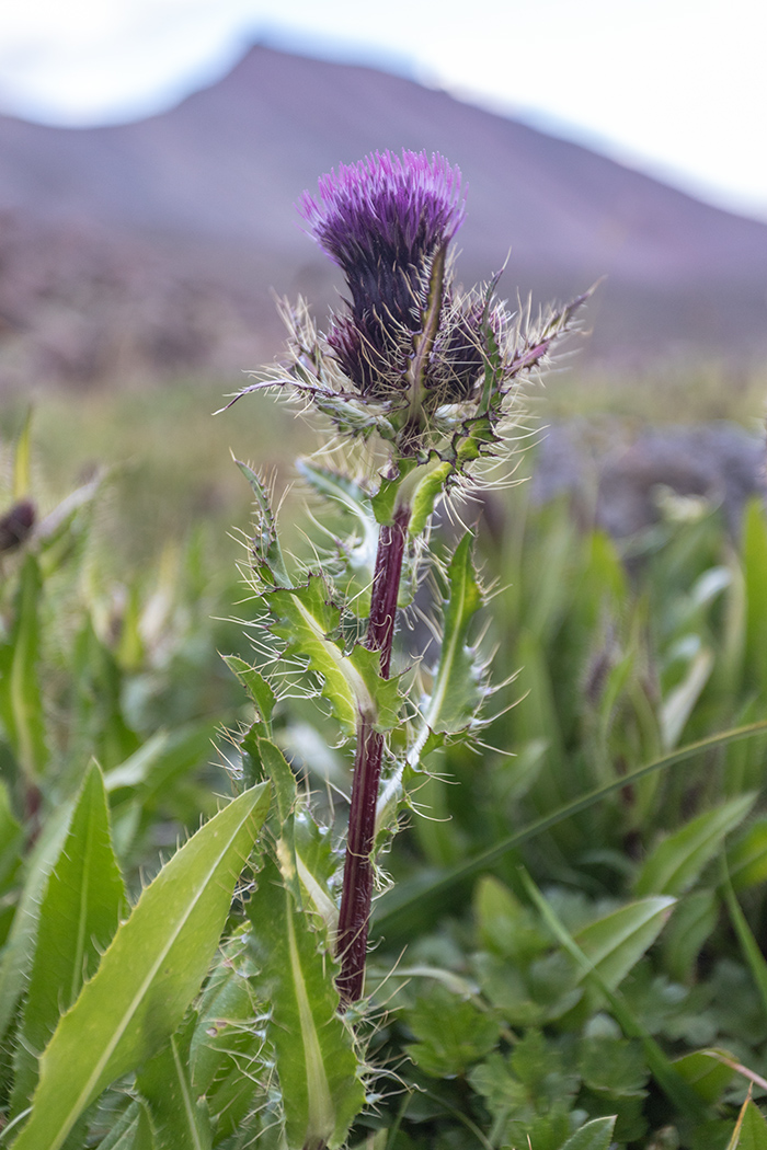 Изображение особи Cirsium simplex.