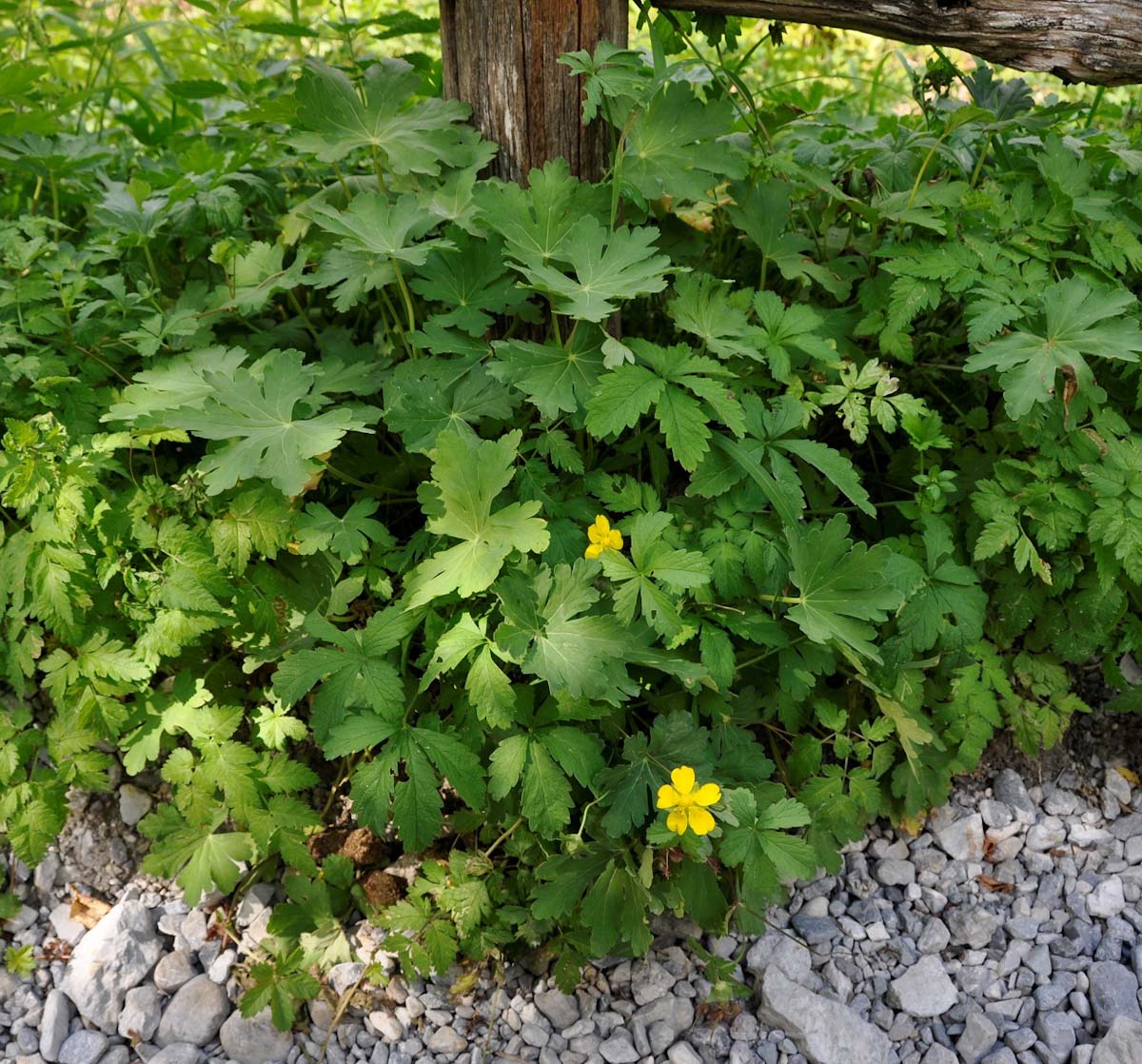 Изображение особи Potentilla reptans.