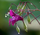 Impatiens glandulifera. Цветок и созревающие плоды. Московская обл., Раменский р-н, окр. дер. Хрипань, садовый участок. 30.08.2019.