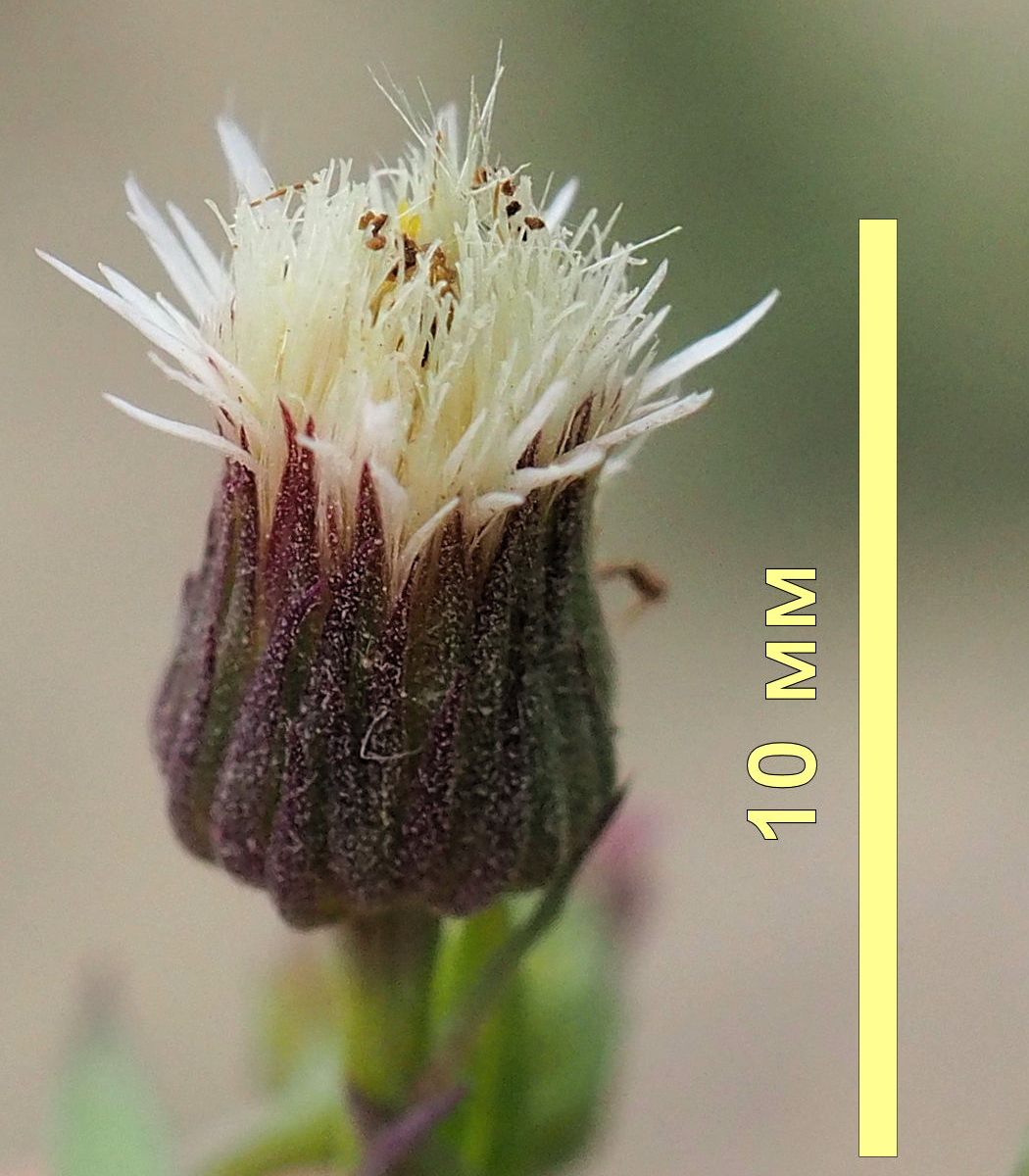 Image of Erigeron manshuricus specimen.