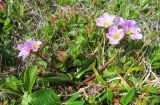 Claytonia acutifolia. Цветущие растения. Берингово море, Карагинский зал., о. Верхотурова, тундра. 17.06.2019.