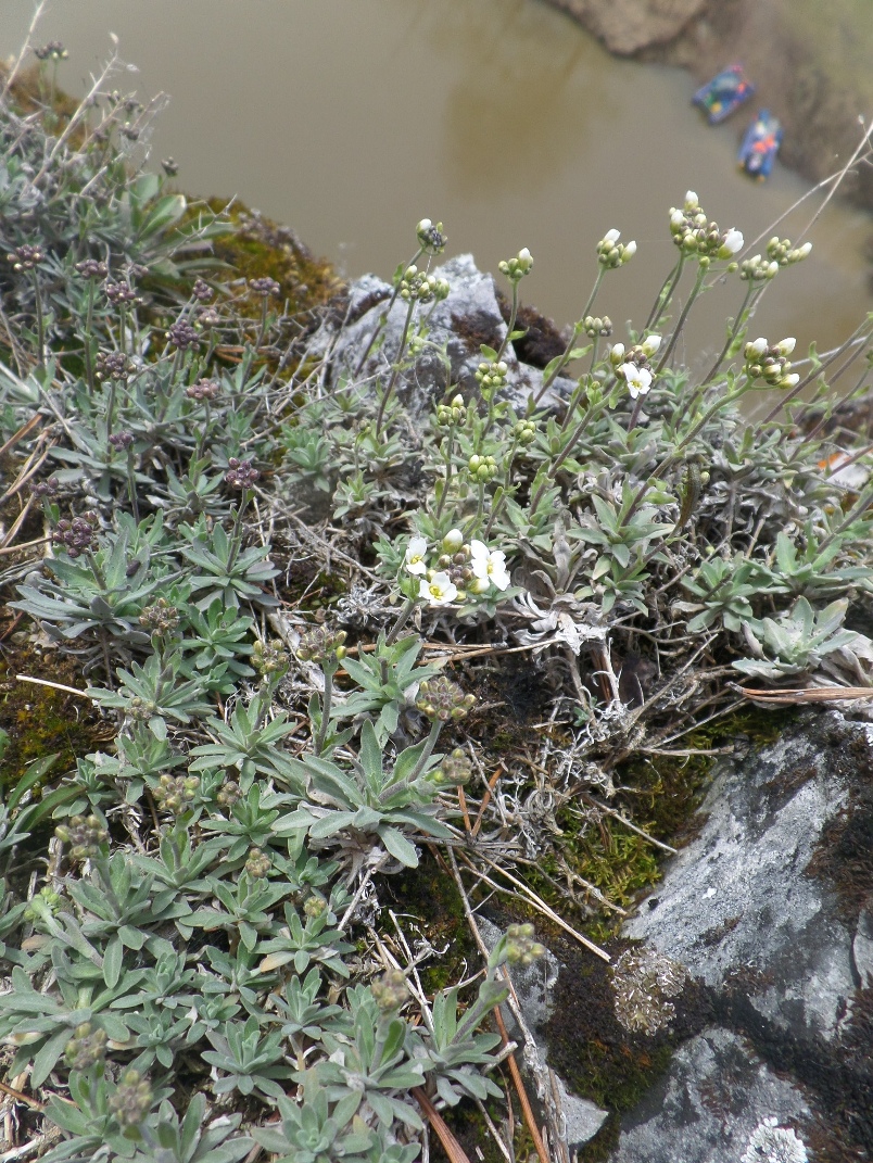 Image of Schivereckia podolica specimen.