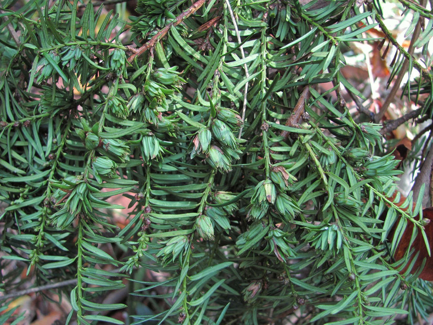 Image of Taxus baccata specimen.