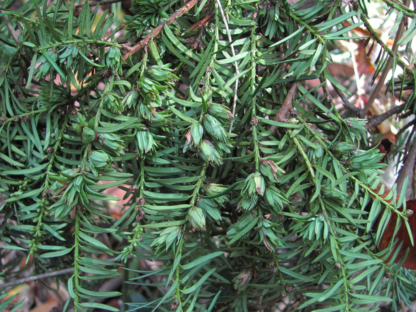 Изображение особи Taxus baccata.