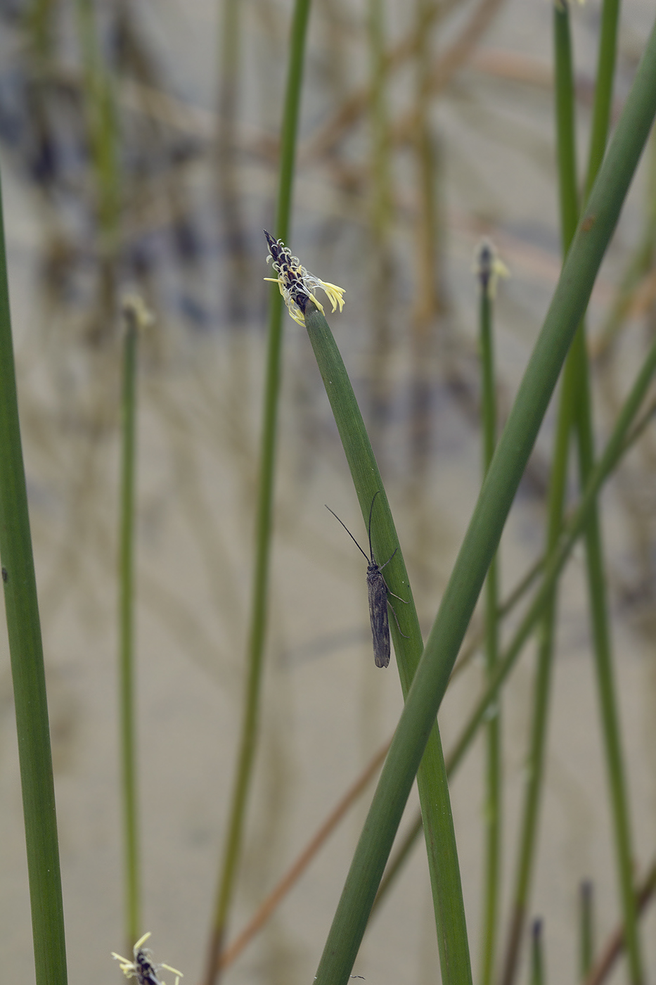 Изображение особи Eleocharis kamtschatica.