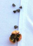 Image of taxon representative. Author is Татьяна Журавлёва