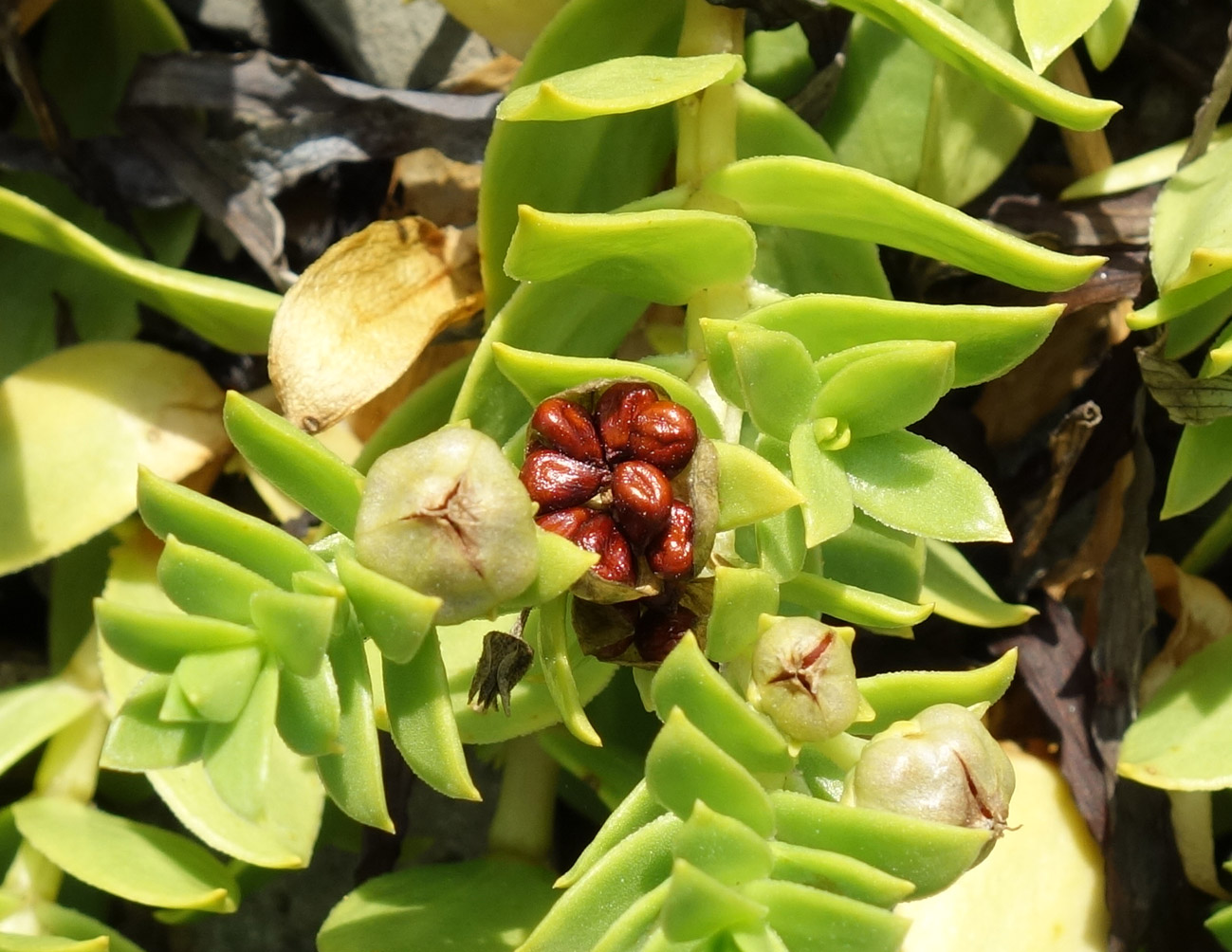 Image of Honckenya peploides ssp. major specimen.