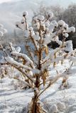 Onopordum acanthium. Сухое плодоносящее растение под снегом. Казахстан, Туркестанская обл., Тюлькубасский р-н, долина р. Жабаглы. 31 декабря 2019 г.