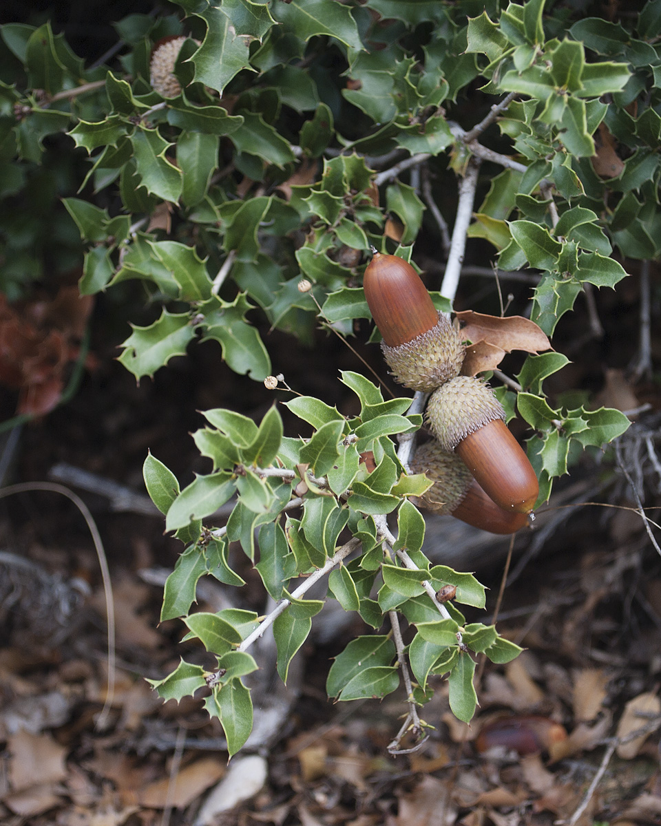 Изображение особи Quercus coccifera.