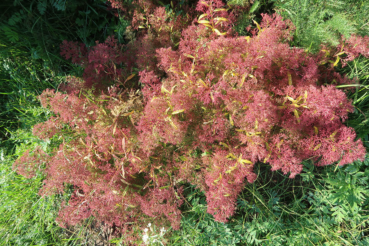 Изображение особи Teloxys aristata.