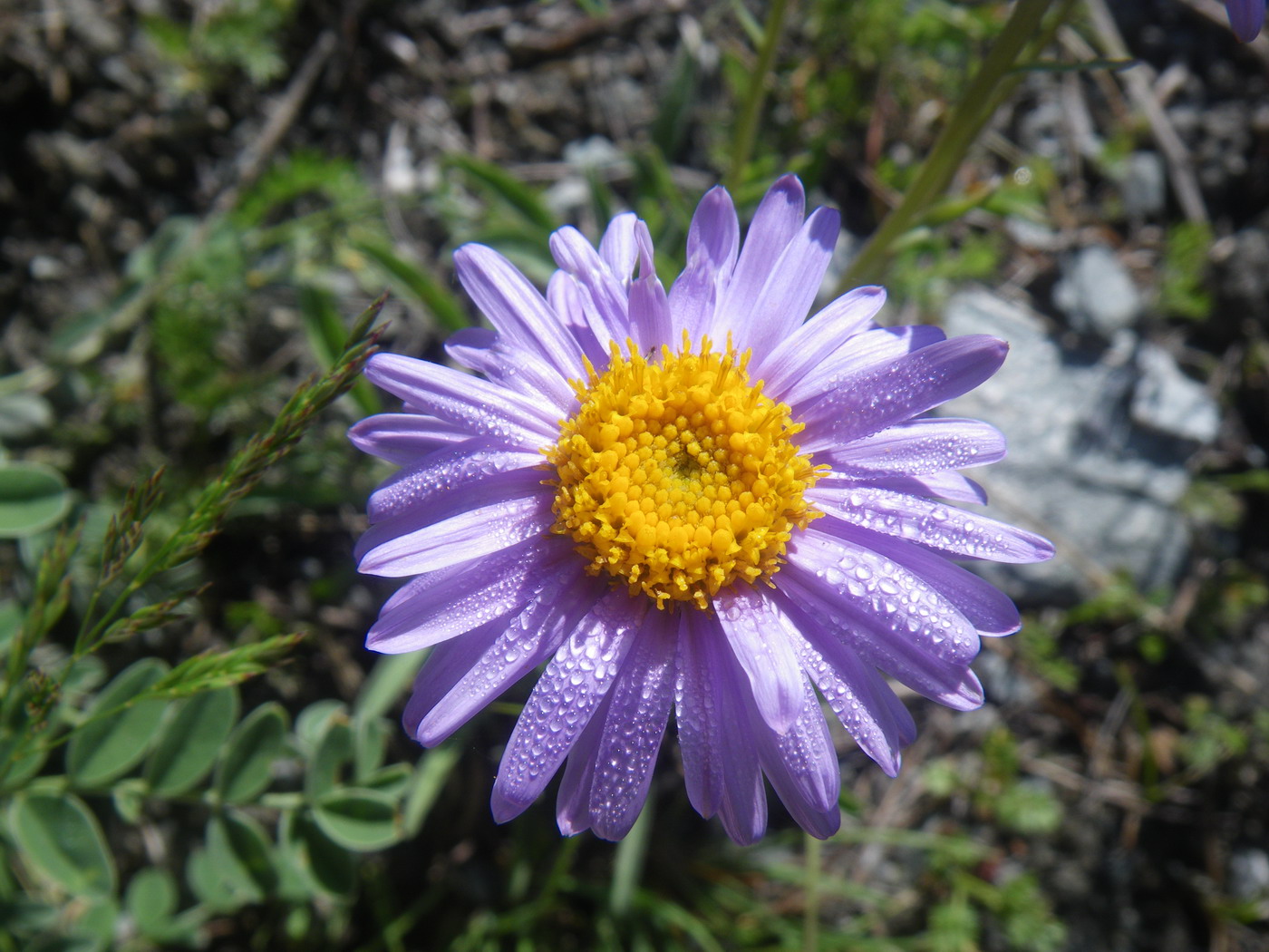 Image of Aster alpinus specimen.