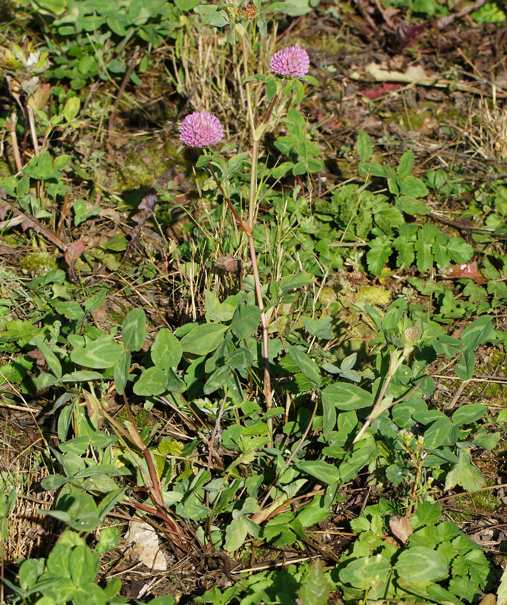 Изображение особи Trifolium pratense.