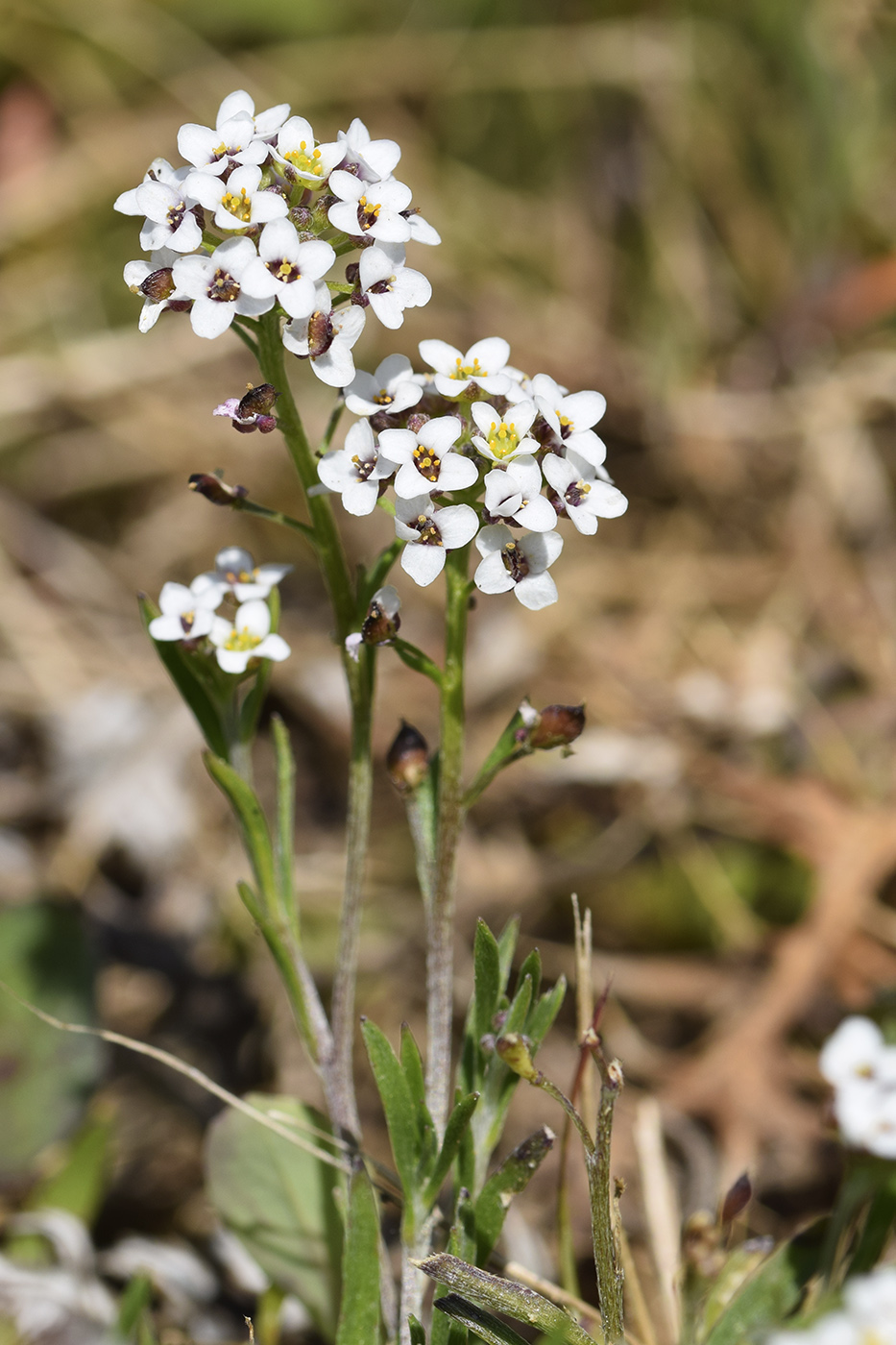 Image of Lobularia maritima specimen.