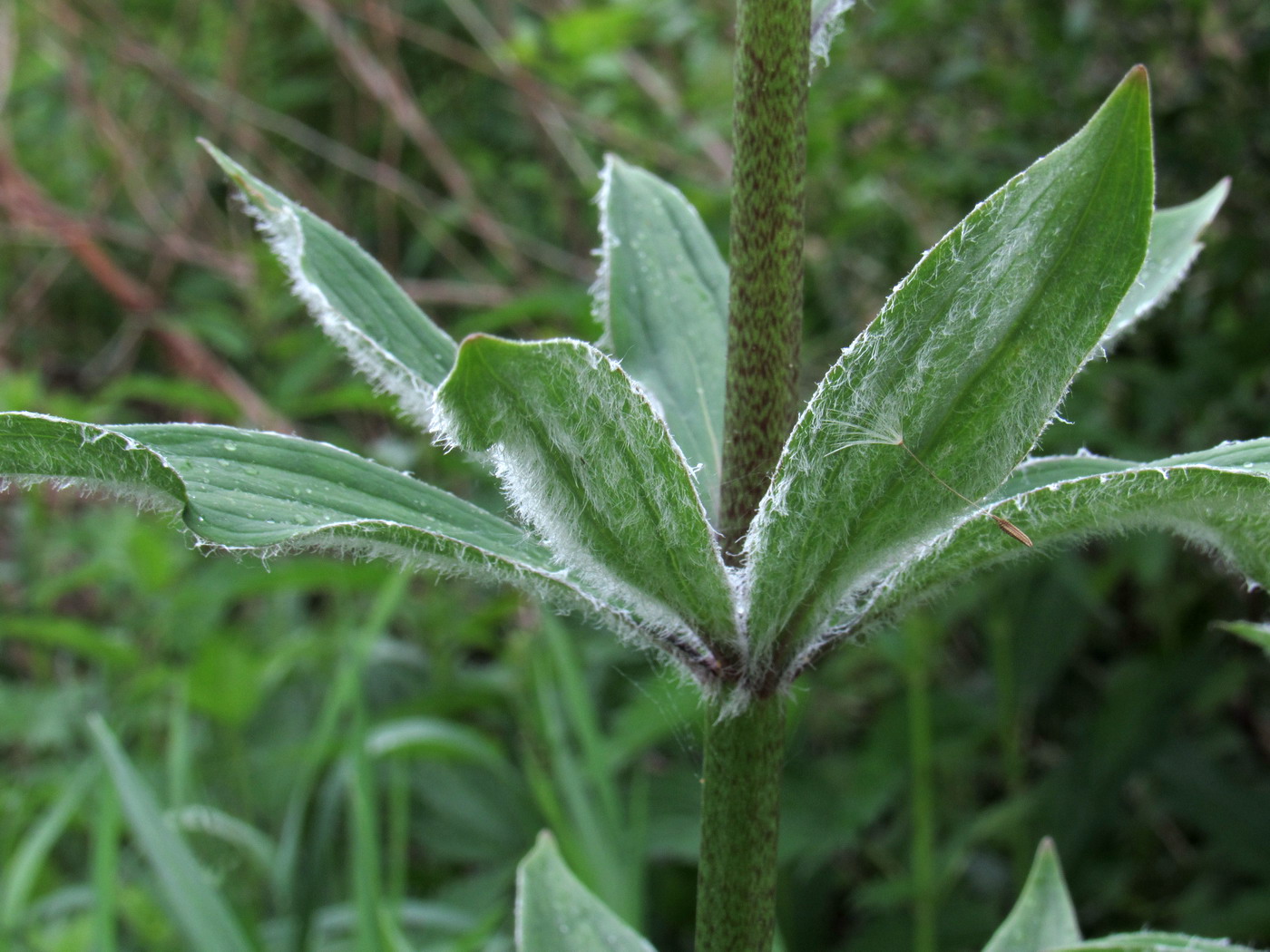 Image of Lilium pilosiusculum specimen.