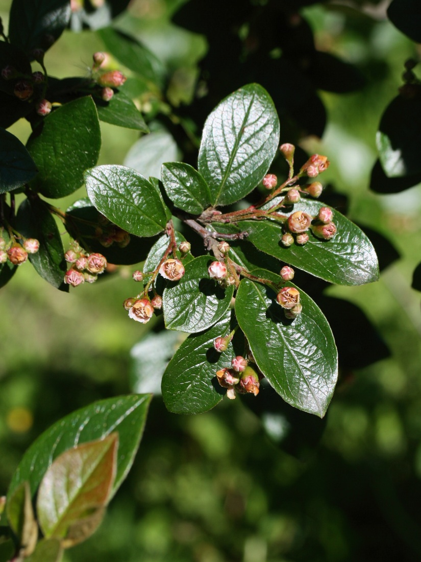 Image of Cotoneaster lucidus specimen.