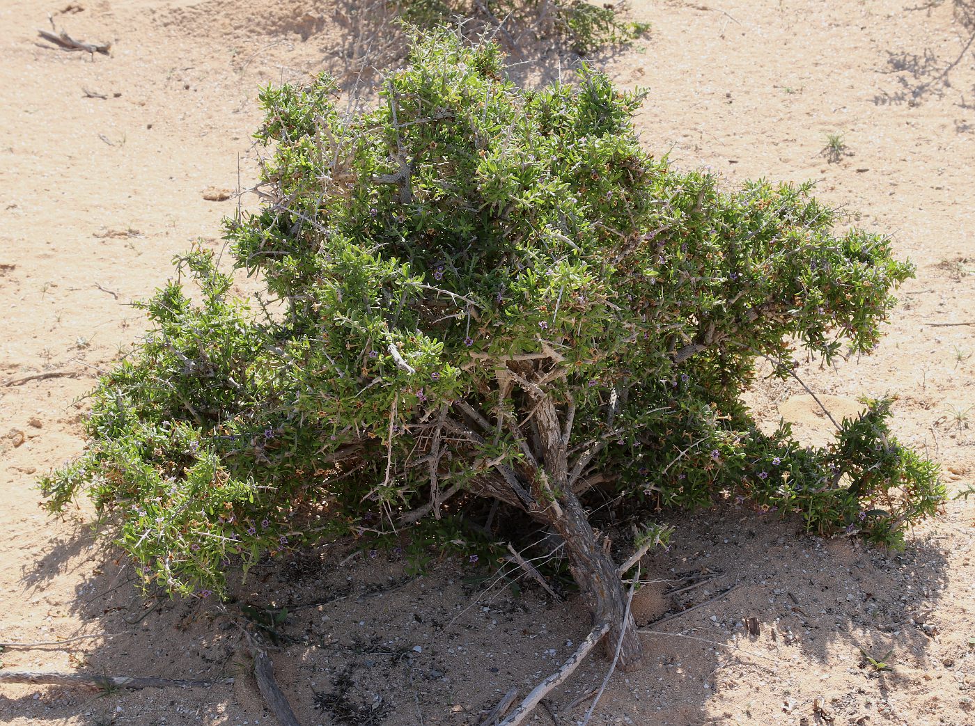 Image of Lycium schweinfurthii specimen.