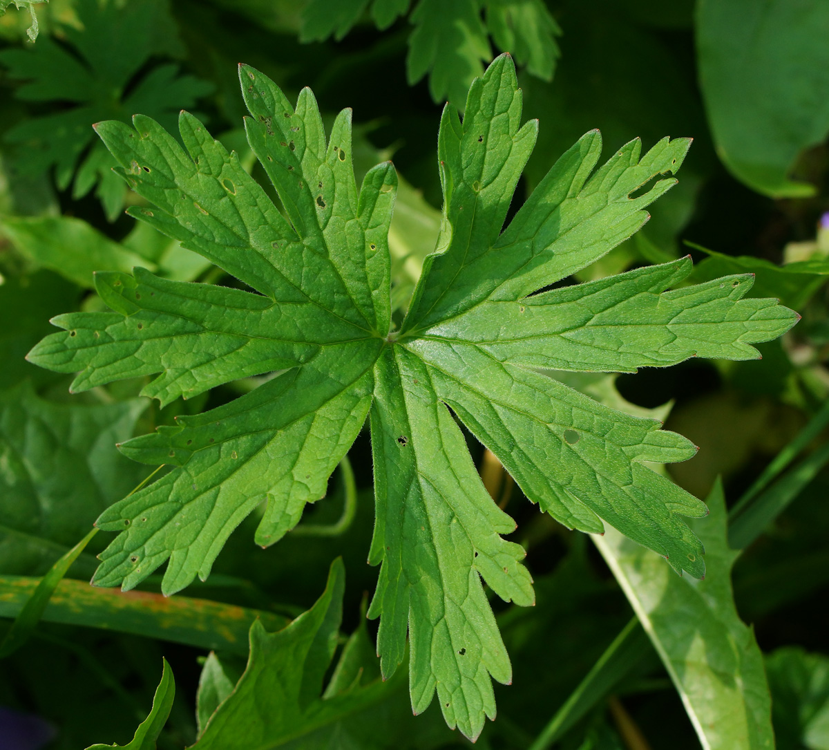 Image of Geranium pratense specimen.