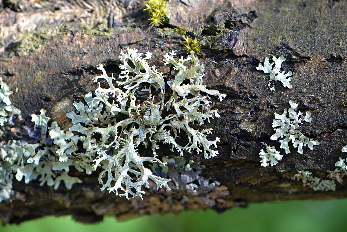 Изображение особи Evernia prunastri.