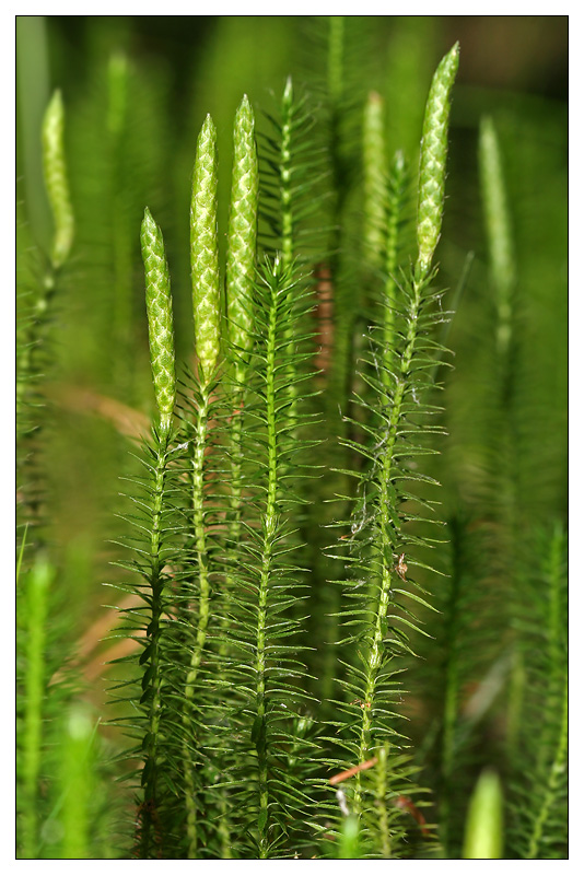 Изображение особи Lycopodium annotinum.