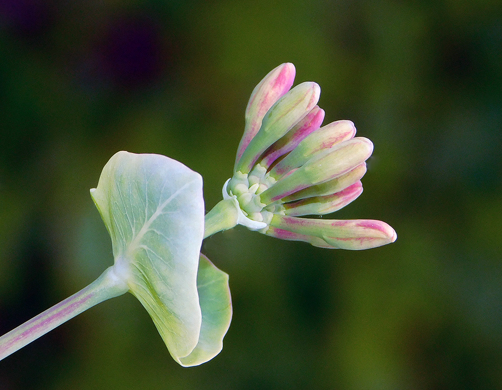 Image of Lonicera etrusca specimen.