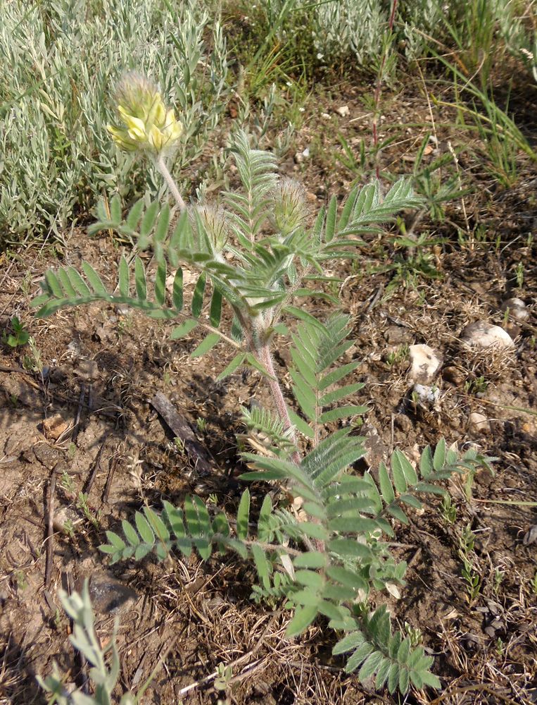 Image of Oxytropis pilosa specimen.