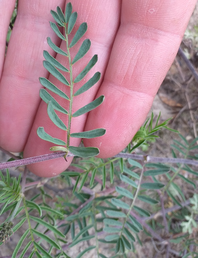 Изображение особи Astragalus versicolor.