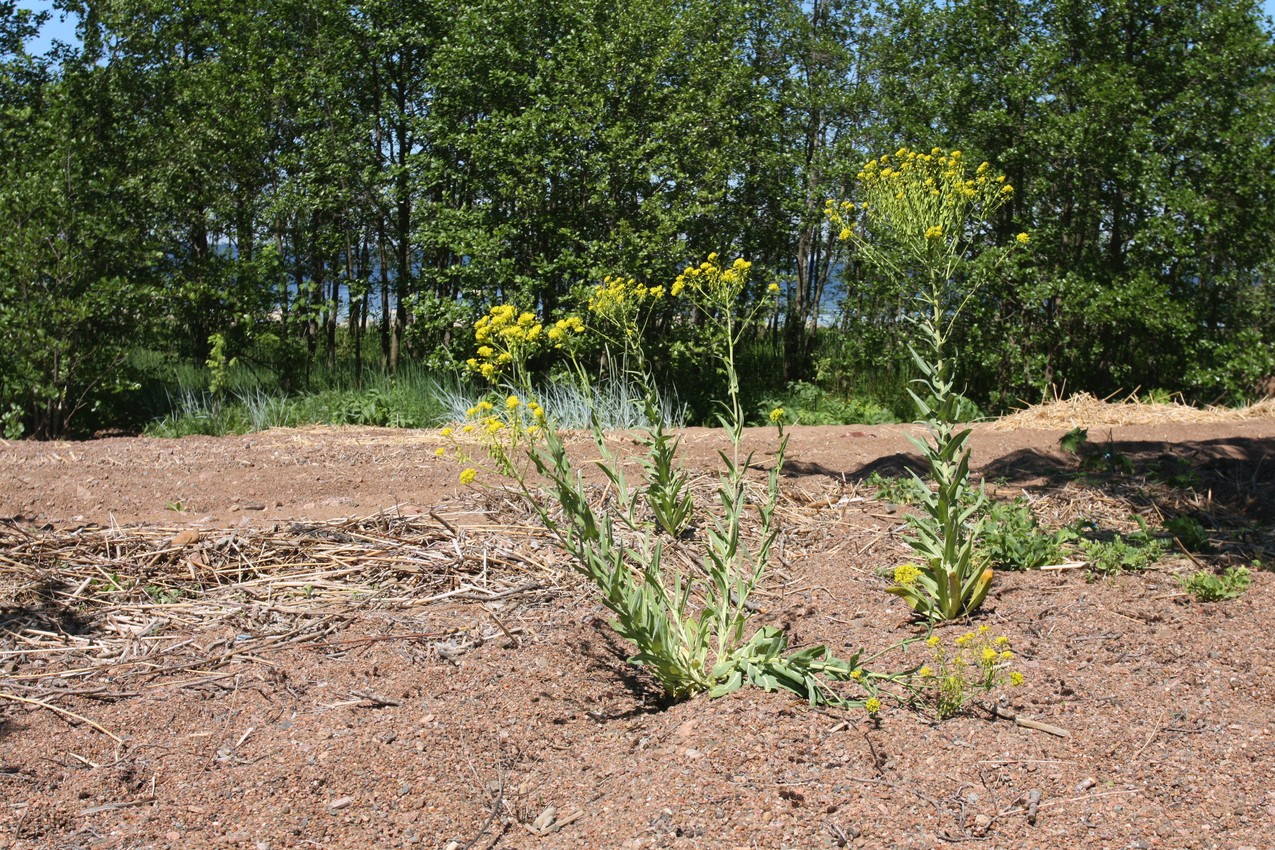 Image of Isatis tinctoria specimen.