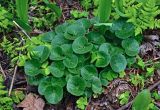 Asarum europaeum