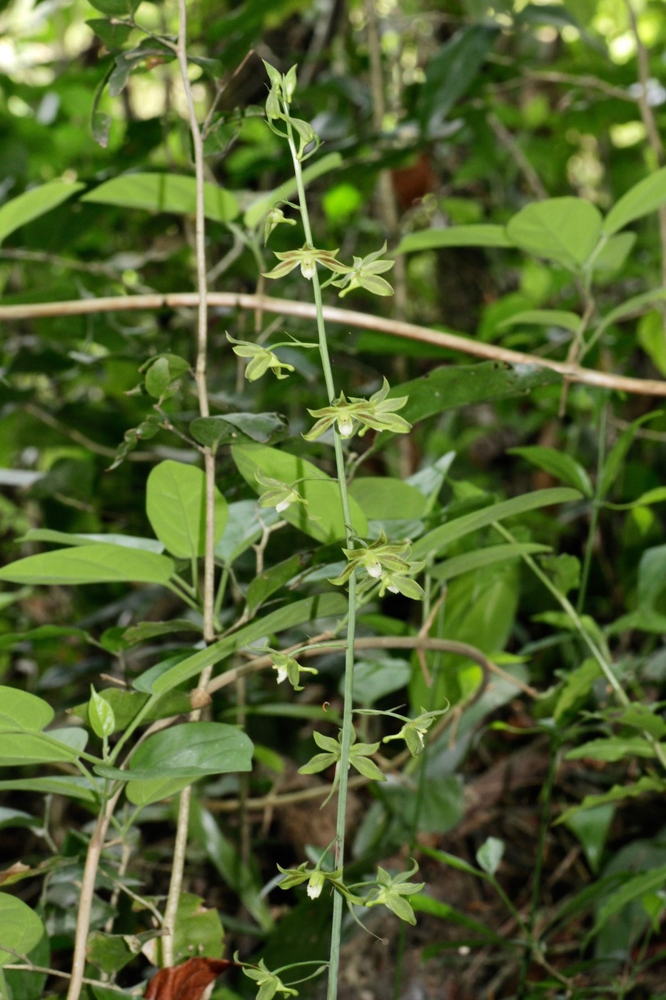 Изображение особи Eulophia gracilis.