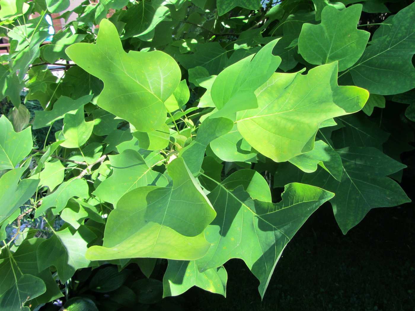 Image of Liriodendron tulipifera specimen.