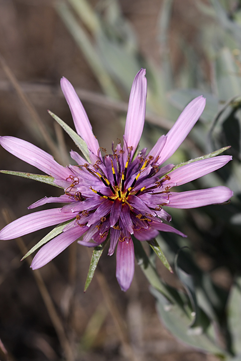 Изображение особи Tragopogon marginifolius.