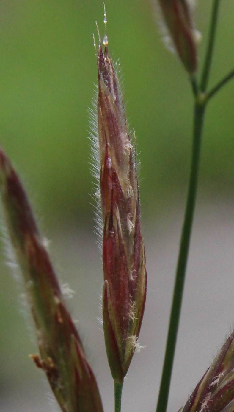 Изображение особи Bromopsis vogulica.