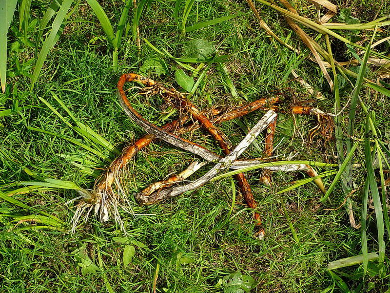 Изображение особи Typha latifolia.