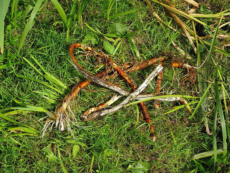 Image of Typha latifolia specimen.