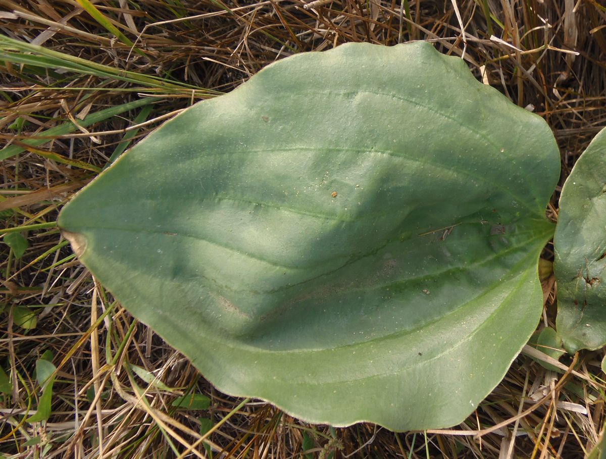 Изображение особи Plantago uliginosa.