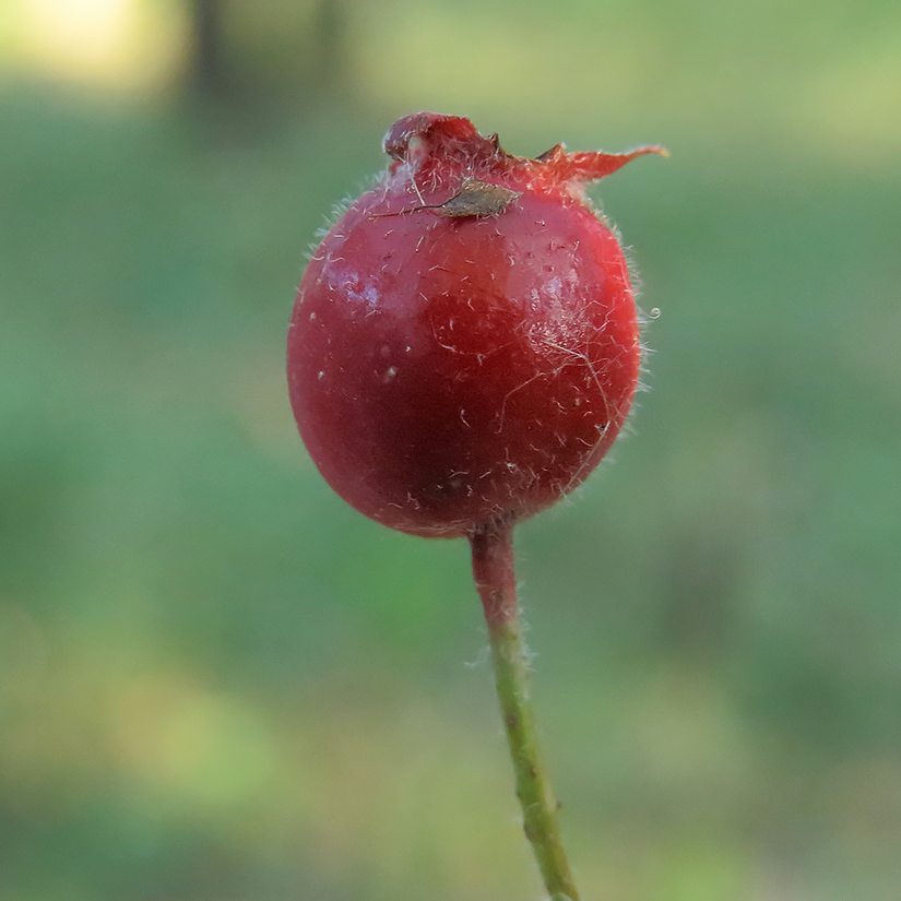 Изображение особи Crataegus ambigua.