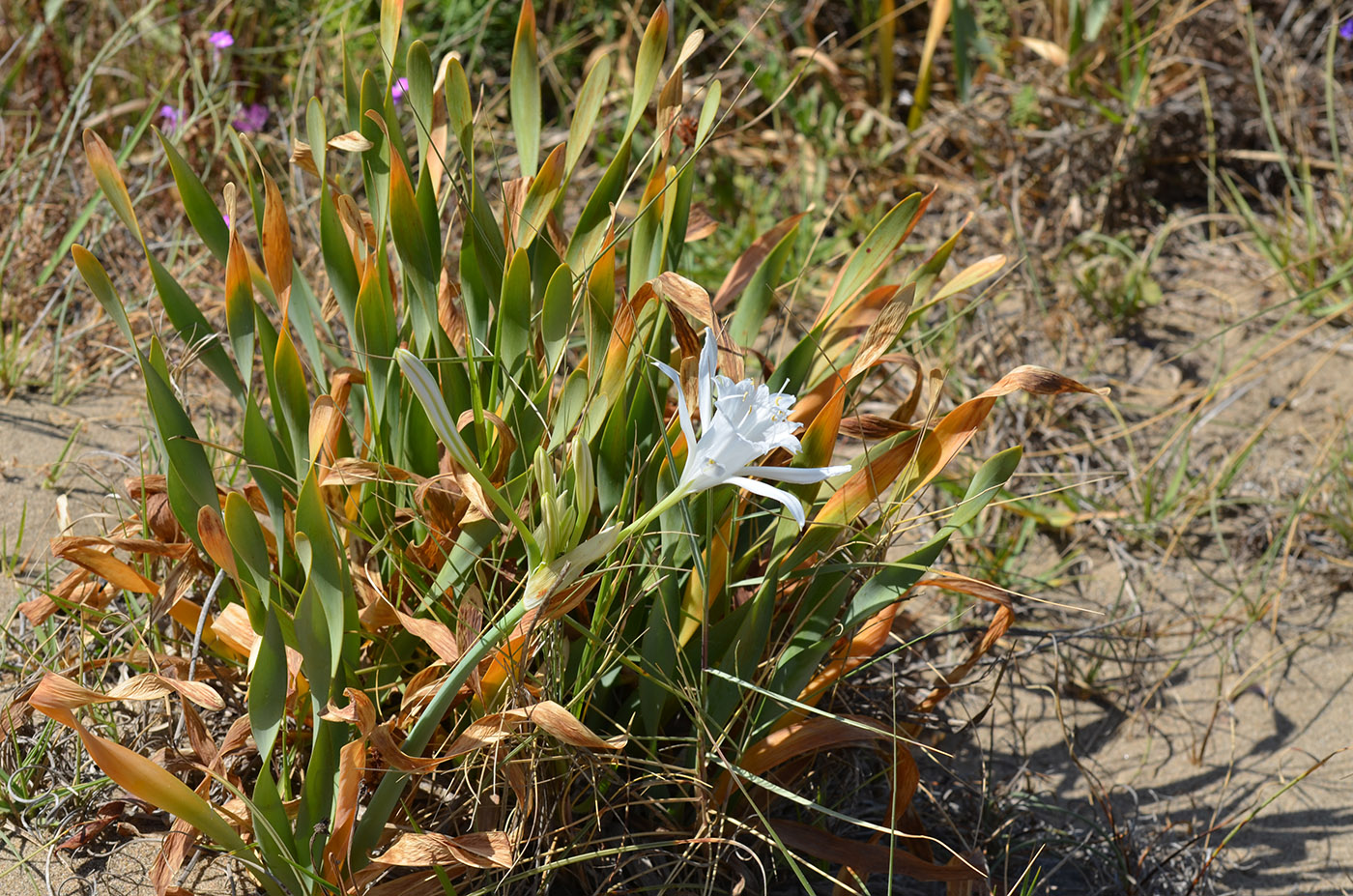 Image of Pancratium maritimum specimen.