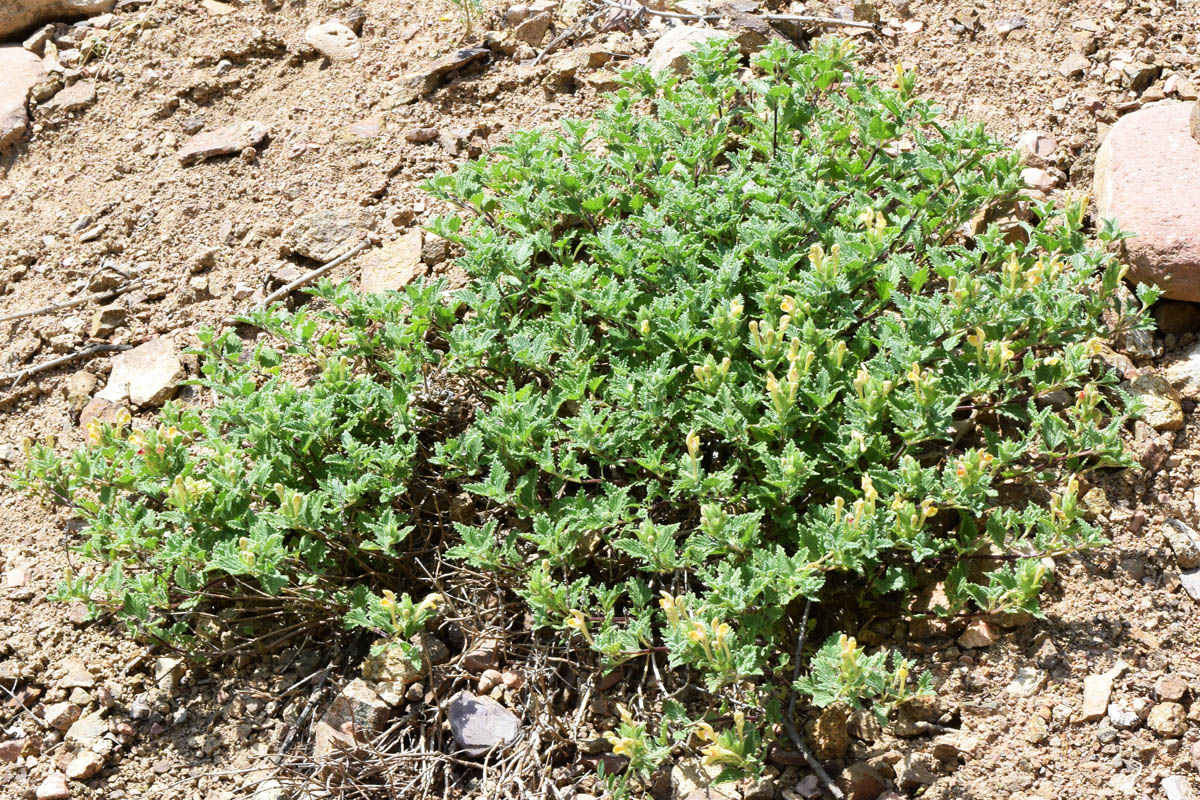 Image of Scutellaria adenostegia specimen.