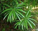 Podocarpus macrophyllus