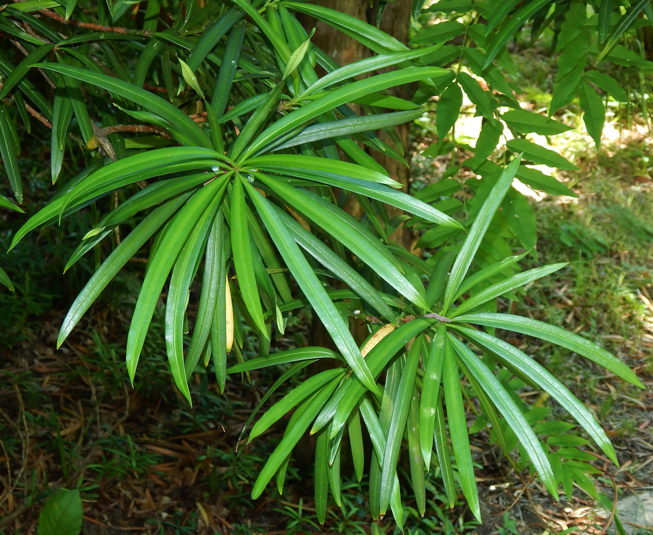 Image of Podocarpus macrophyllus specimen.